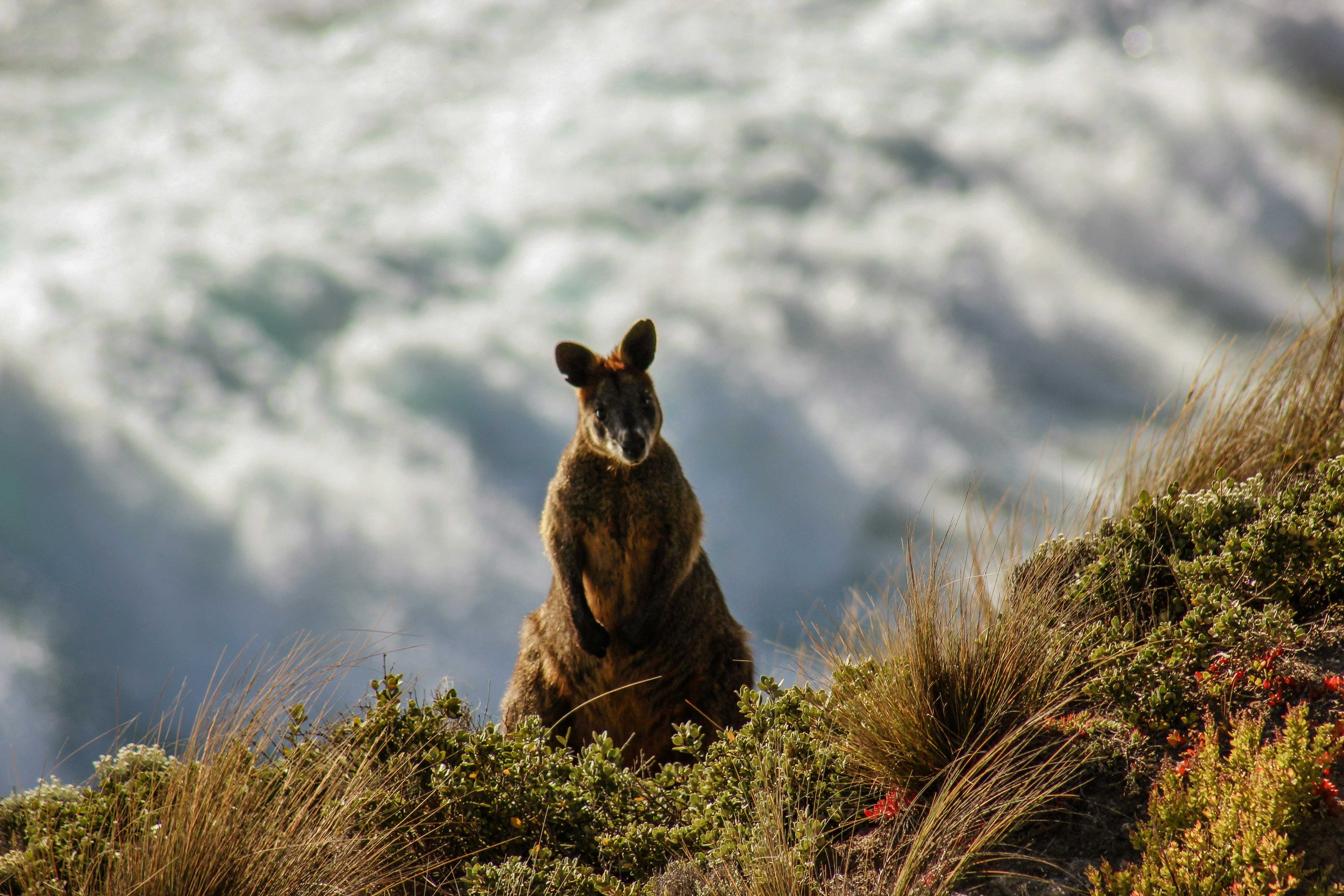 Australia